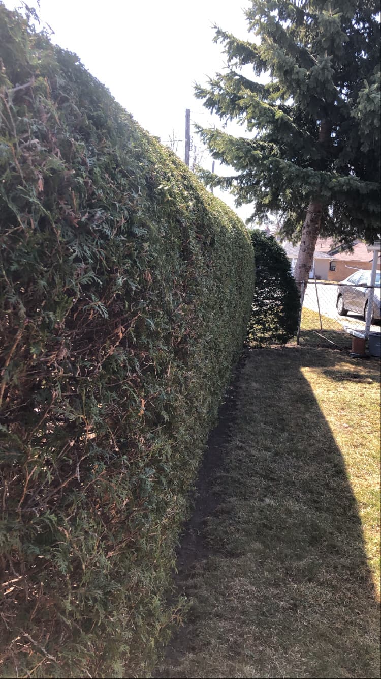 Cleanup & General project 4 in Scarborough — Dawn Till Dusk Landscaping