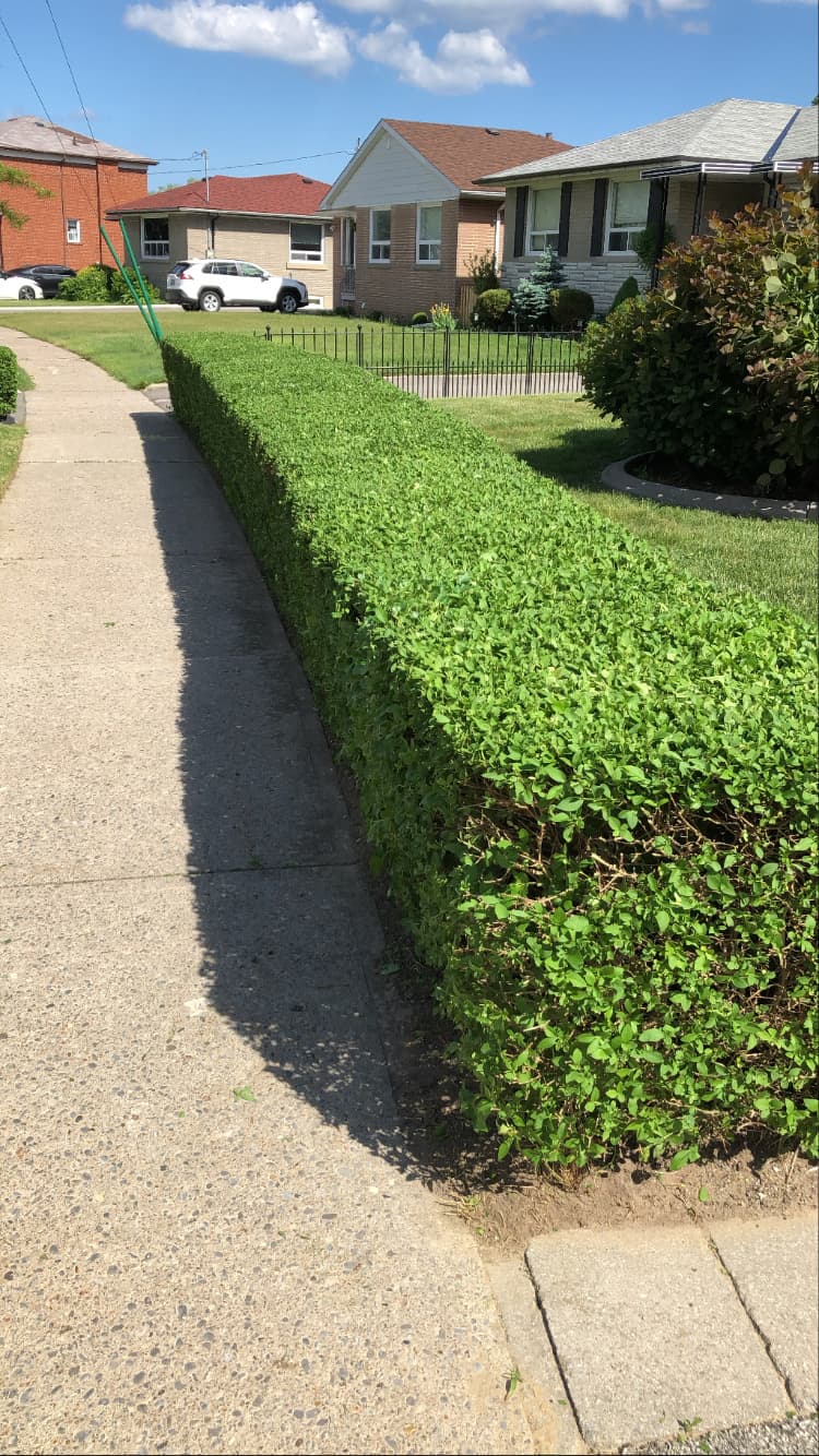 Cleanup & General project 8 in Scarborough — Dawn Till Dusk Landscaping
